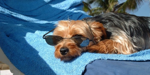 Comment partir en vacances SANS son animal ? Comment partir en vacances SANS son animal ?