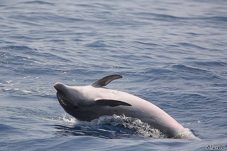 Un dauphin bondissant hors de l'eau, de profil, au large des Canaries