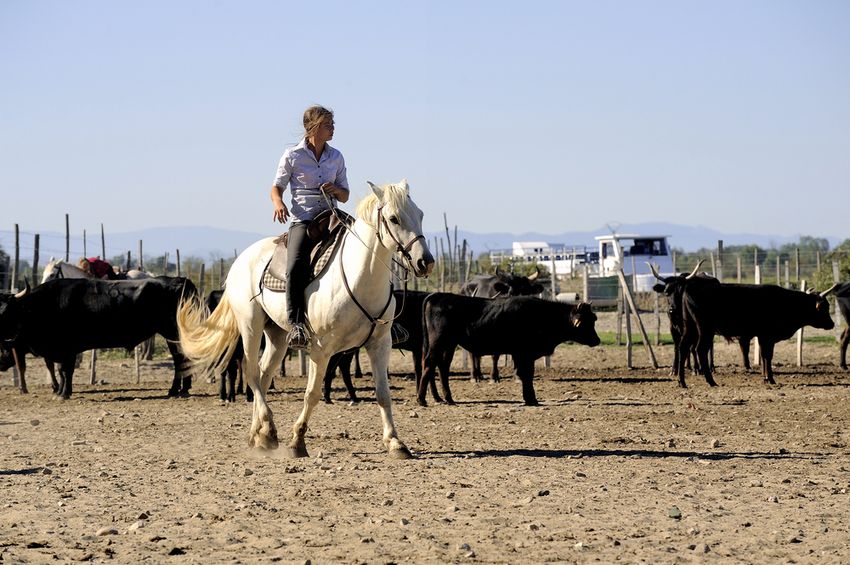 Une cavalière sur un cheval camargue blanc au milieu d'un troupeau de taureaux noirs, dans un enclos de manade