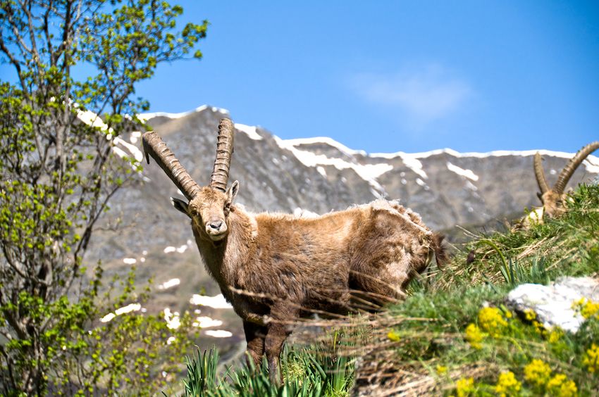 Bouquetin des Alpes sur une pente herbeuse, crêtes enneigées en arrière-plan
