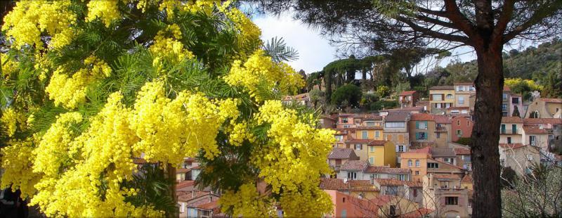 Mimosa en fleurs au premier plan et les maisons colorées du village perché de Bormes-les-Mimosas