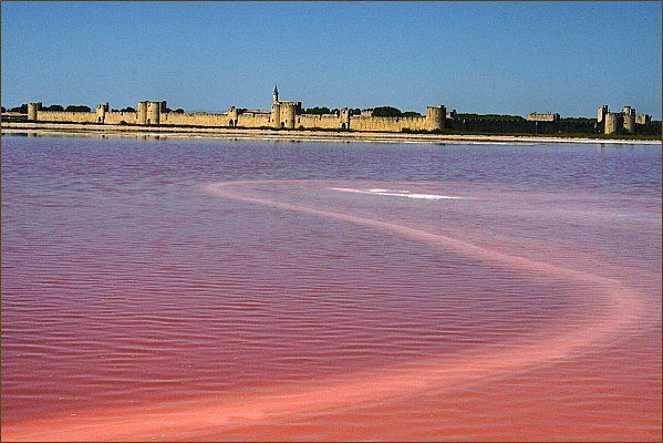Les remparts médiévaux d'Aigues-Mortes vus de l'autre côté d'un bassin des salins à l'eau rose
