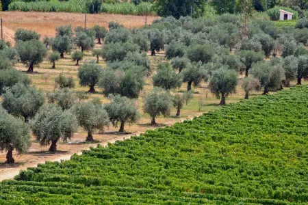Casa do Curral, maison dans une quinta du Douro : photo 34