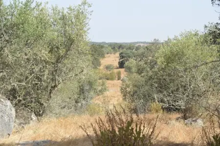 Quinta do Couto, Villa tranquille de l'Alentejo avec piscine - Photo 26