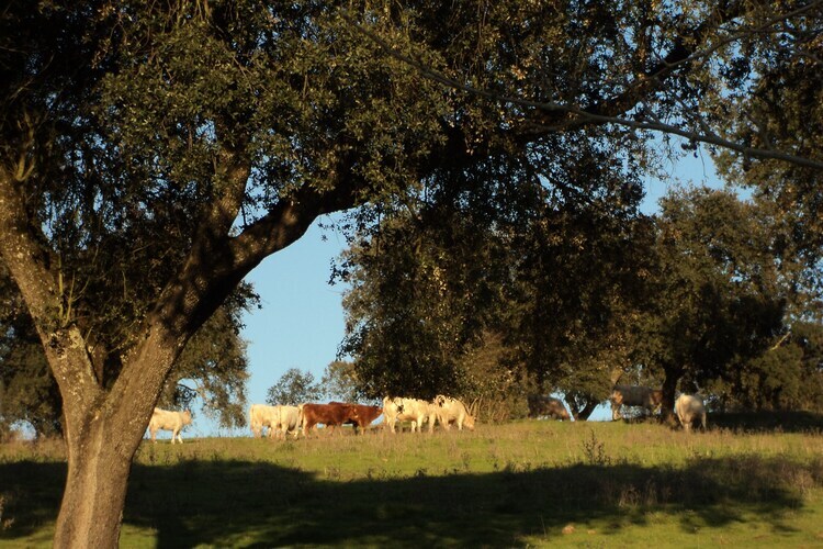 Casa do Forno : maison 6 pers. avec piscine en Alentejo - Photo 29
