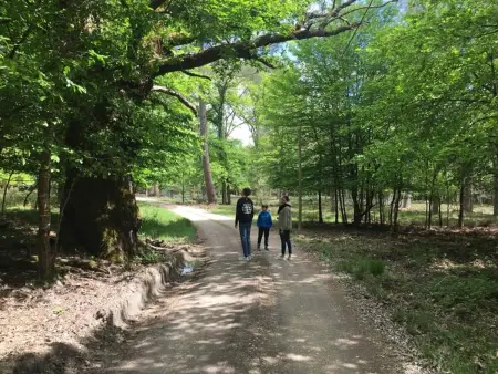 Gîte de la Biche en Sologne, 6 pers., cheminée : photo 18