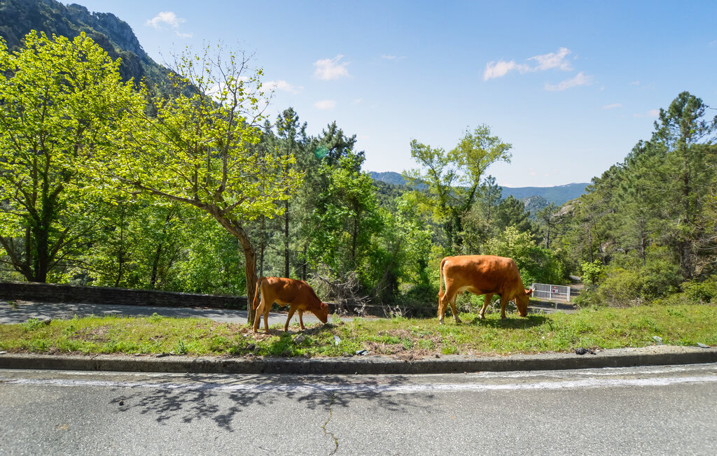 Appartement pierre en montagne corse, 4 pers. - Photo 18
