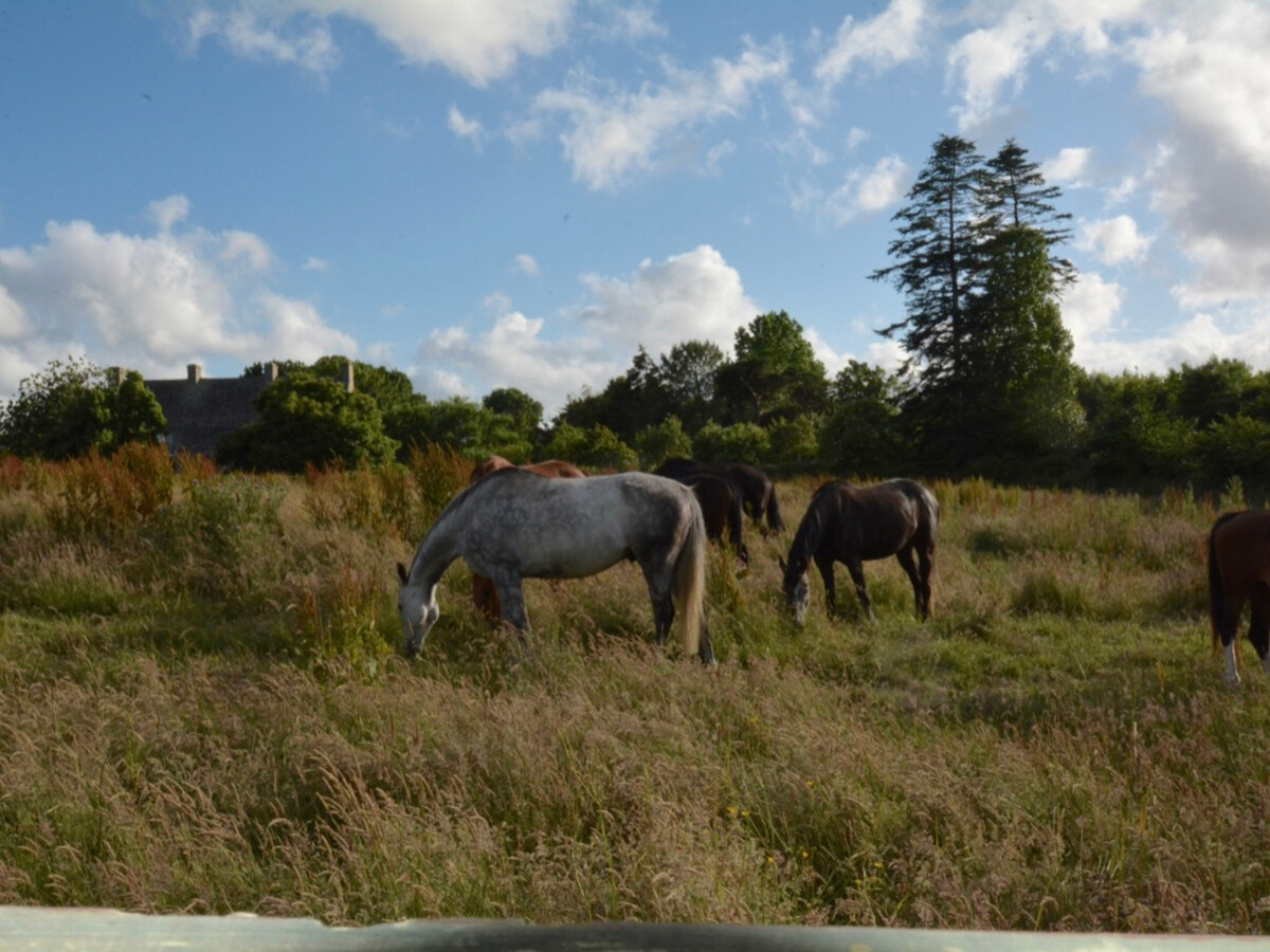 Gîte en pierre 4 pers. avec jardin clos à Clitourps - Photo 20