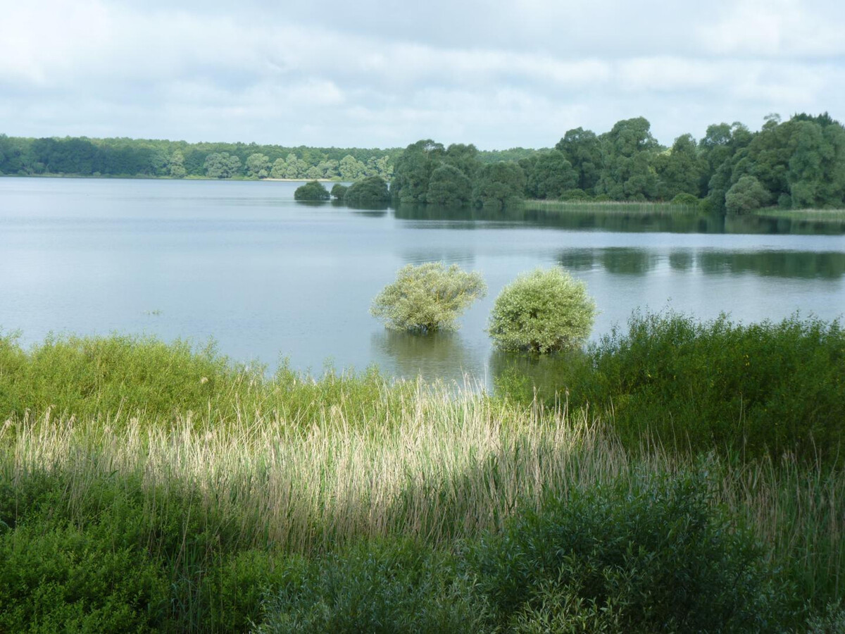 Gîte 5 personnes au cœur du Parc de la Forêt d'Orient - Photo 28