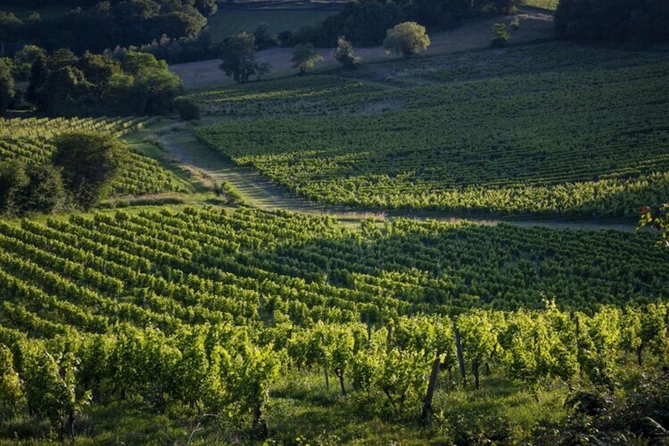 Maison Camiran – 6 personnes au cœur du vignoble bordelais - Photo 26