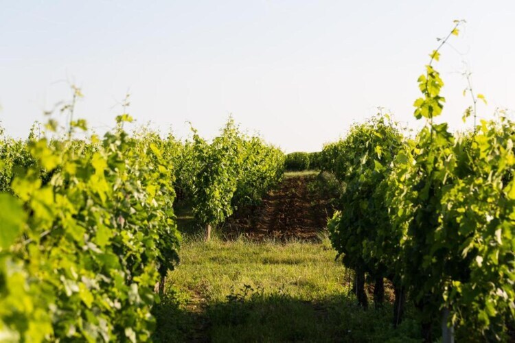 Maison Camiran – 6 personnes au cœur du vignoble bordelais - Photo 27