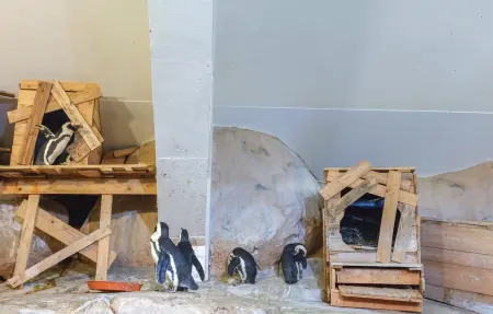 Maison 8 personnes à Bezinghem - Photo 35
