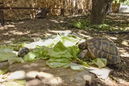 Moulin Estela, maison 8 personnes avec piscine à Sencelles : photo 40