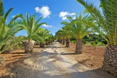 Villa Sa Palmera - Piscine bio et jardin arboré : photo 28