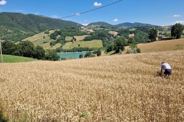 Maison de campagne Binnella 10 avec piscine privée - Photo 35