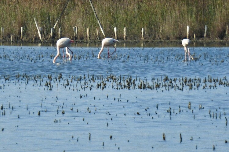 Maison de vacances avec piscine en pleine Camargue - Photo 22