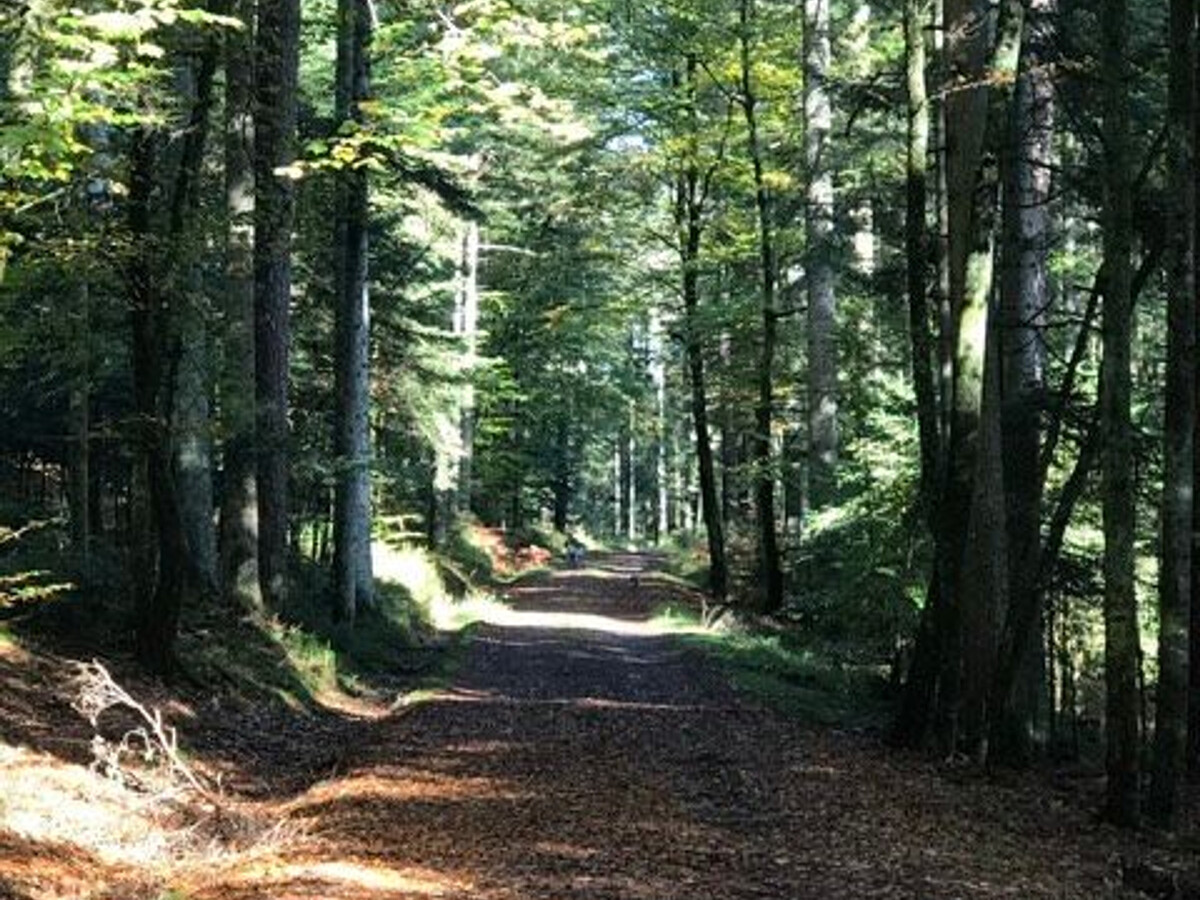 Gîte forêt avec piscine et terrasse à Saint-Rémy - Photo 33