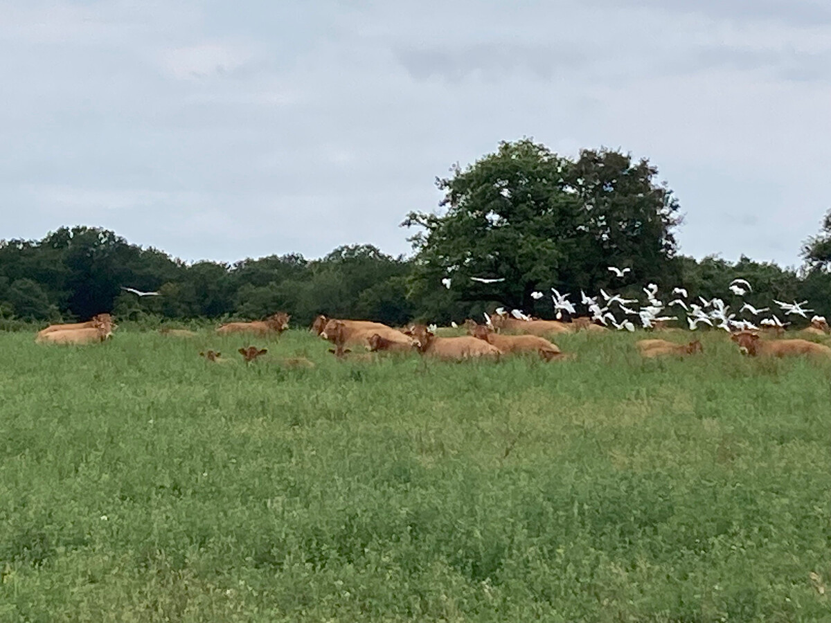 Deux maisons berrichonnes pour 16 personnes à Thenay - Photo 35