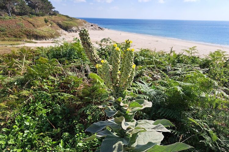 Maison bretonne vue mer à 80m de la plage, Nevez - Photo 39