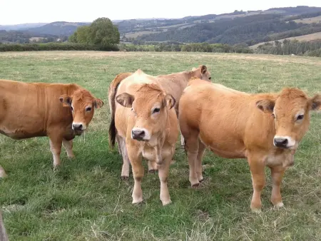 Gîte 8 pers. à Ferrières-sur-Sichon, animaux acceptés : photo 35