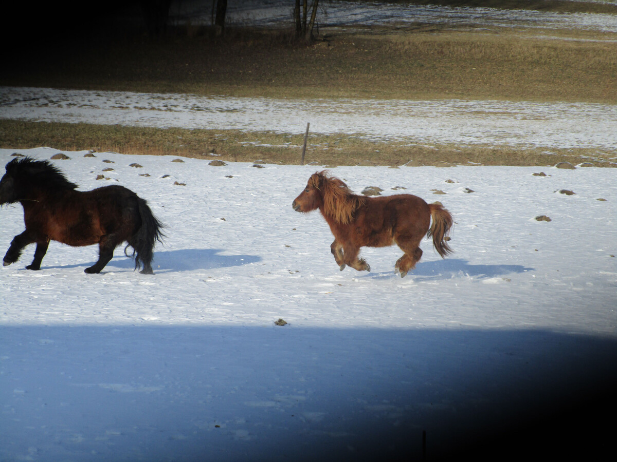Gîte ferme vosgienne avec cheminée, étang et poneys - Photo 23