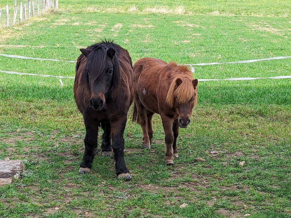 Gîte ferme vosgienne avec cheminée, étang et poneys - Photo 31