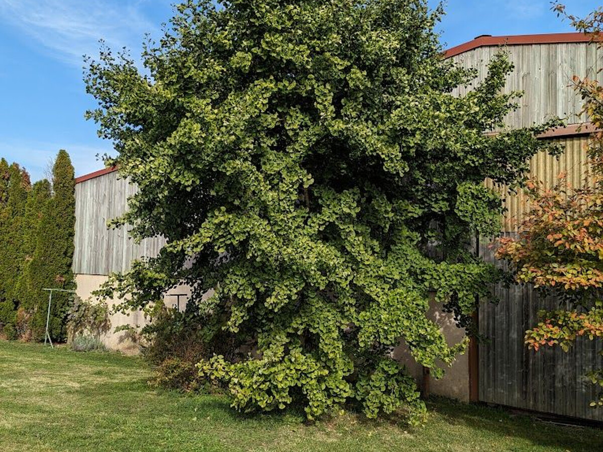 Gîte ferme vosgienne avec cheminée, étang et poneys - Photo 33