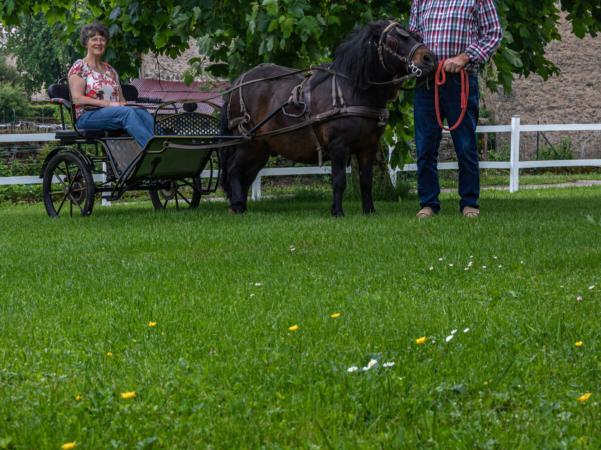 Gîte ferme vosgienne avec cheminée, étang et poneys - Photo 34