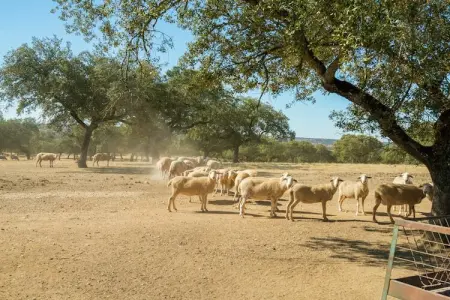 La Romera, Maison de vacances à Tajo avec piscine et nature - Photo 39