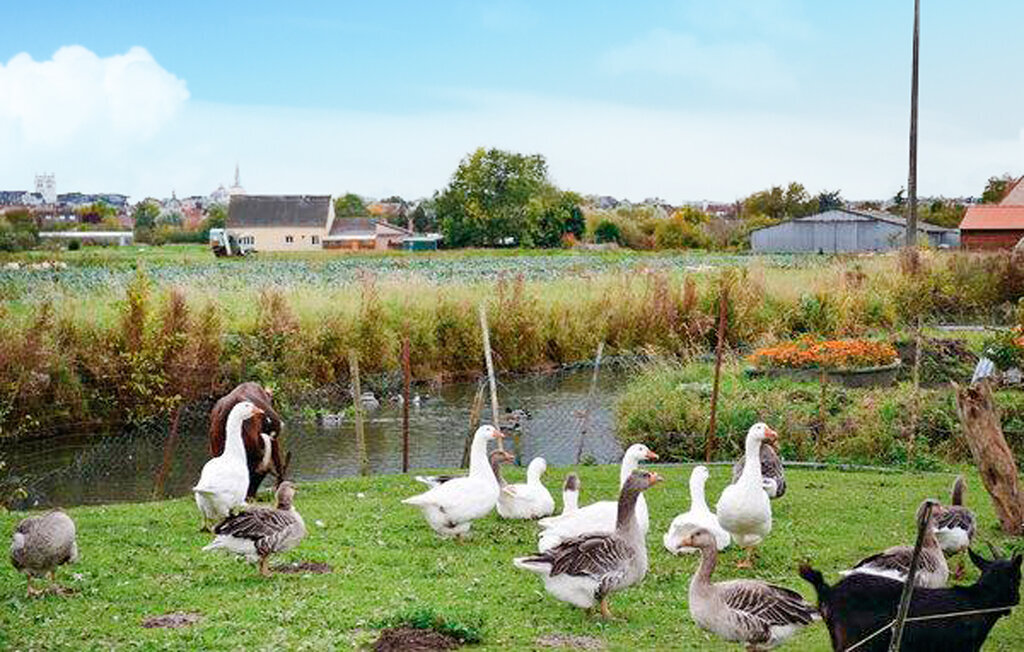 Maison en bois 6 personnes avec jardin à Saint-Omer - Photo 7