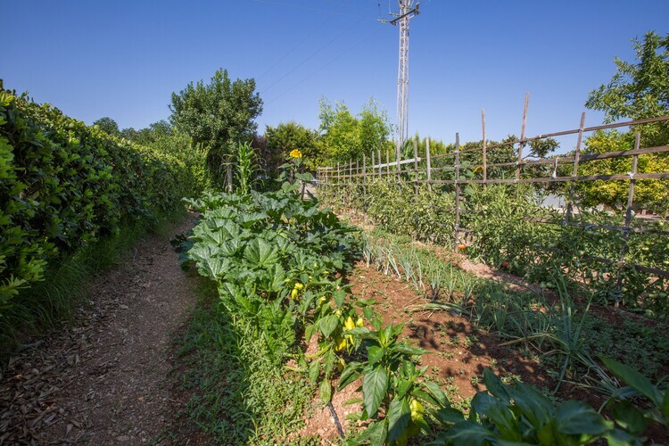 Villa Fernando à Manacor : piscine et jardin - Photo 45
