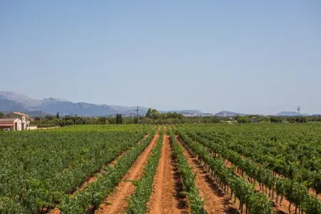 Villa Es Blanquer De Na Fani à Binissalem : photo 9