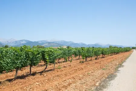 Villa Es Blanquer De Na Fani à Binissalem : photo 10