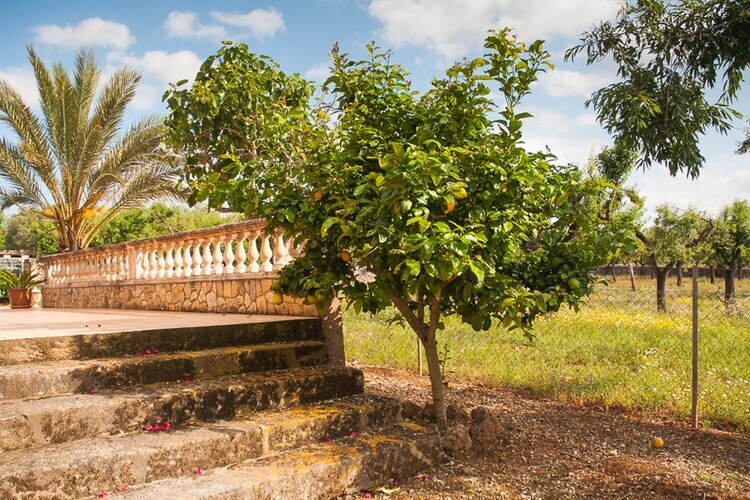 Villa Son Morro à Santa Margalida, piscine privée - Photo 21