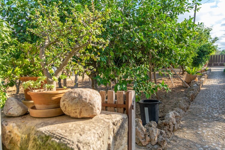 Finca Son Matginet – Villa 6 pers., piscine eau salée à Sineu - Photo 42