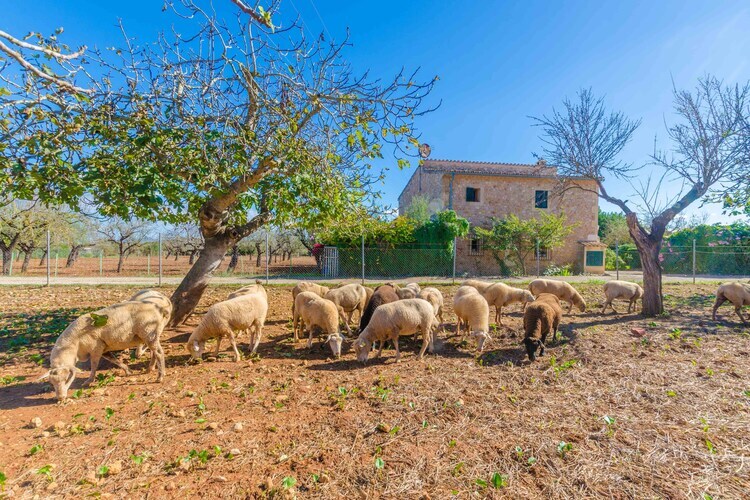 Sa Mata - Villa avec piscine à Campanet - Photo 33