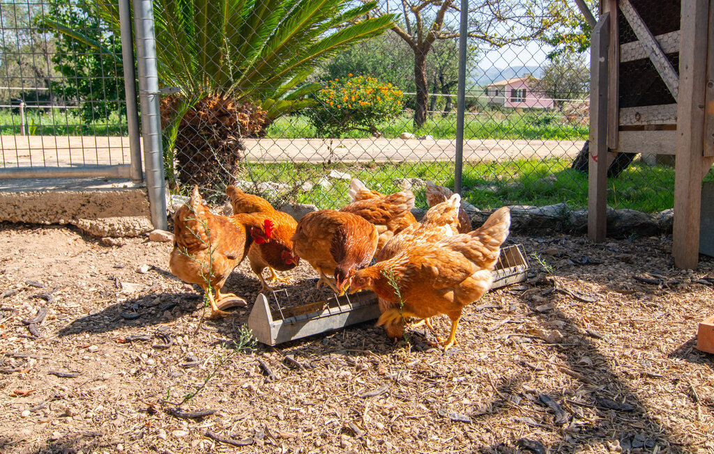 Ca Na Conceda – Maison 6 pers. avec piscine à Alcudia - Photo 33