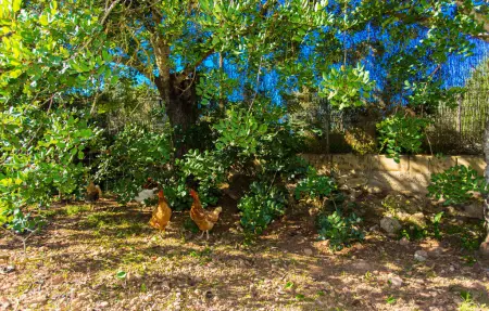 Cas Boter, maison avec piscine privée à Artà : photo 22