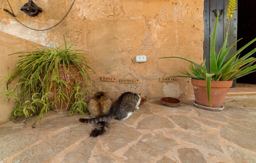 Sa Vinyassa Des Comte, Maison 5 personnes à Santa Margalida - Photo 15
