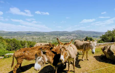Ancienne ferme en pierre aux Monts d'Ardèche, 8 personnes : photo 28
