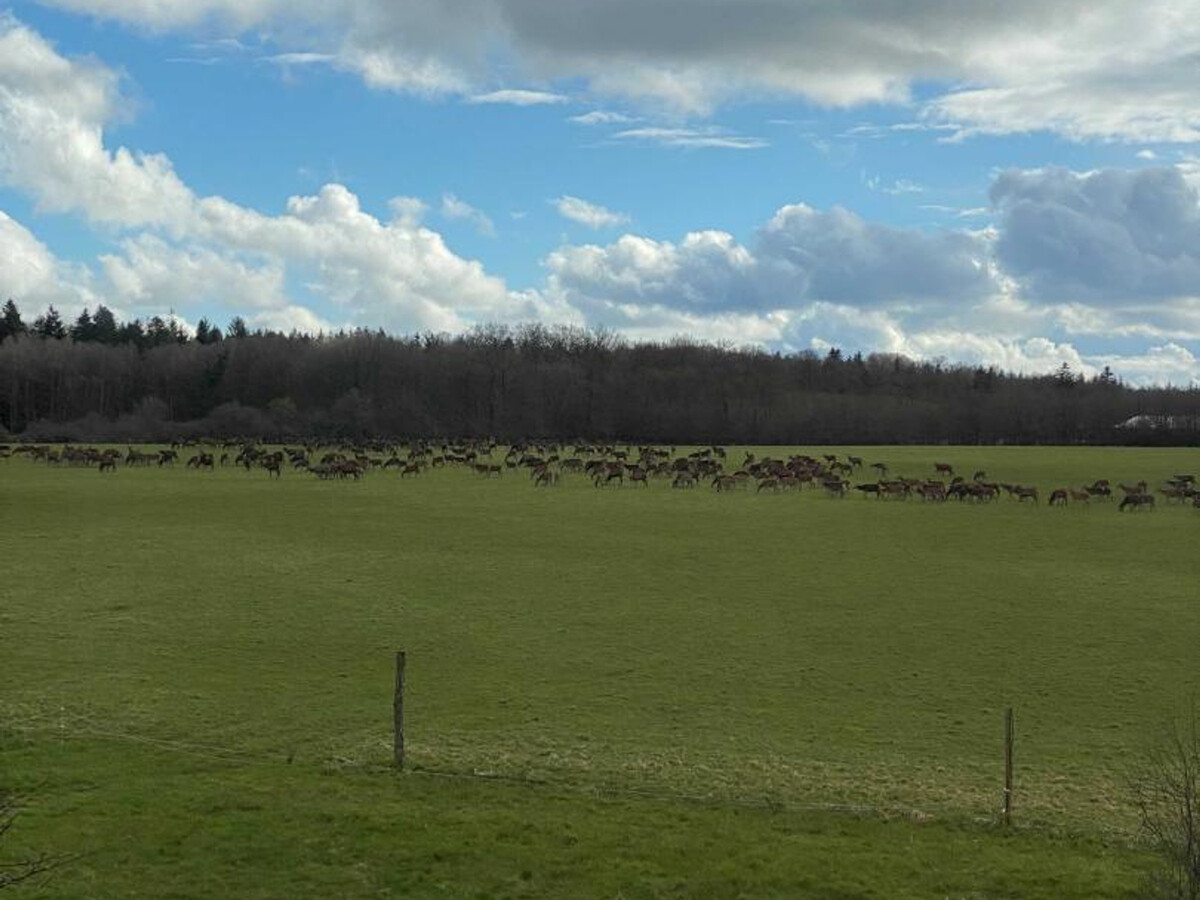 Gîte rural Normandie : observez le brame du cerf - Photo 3