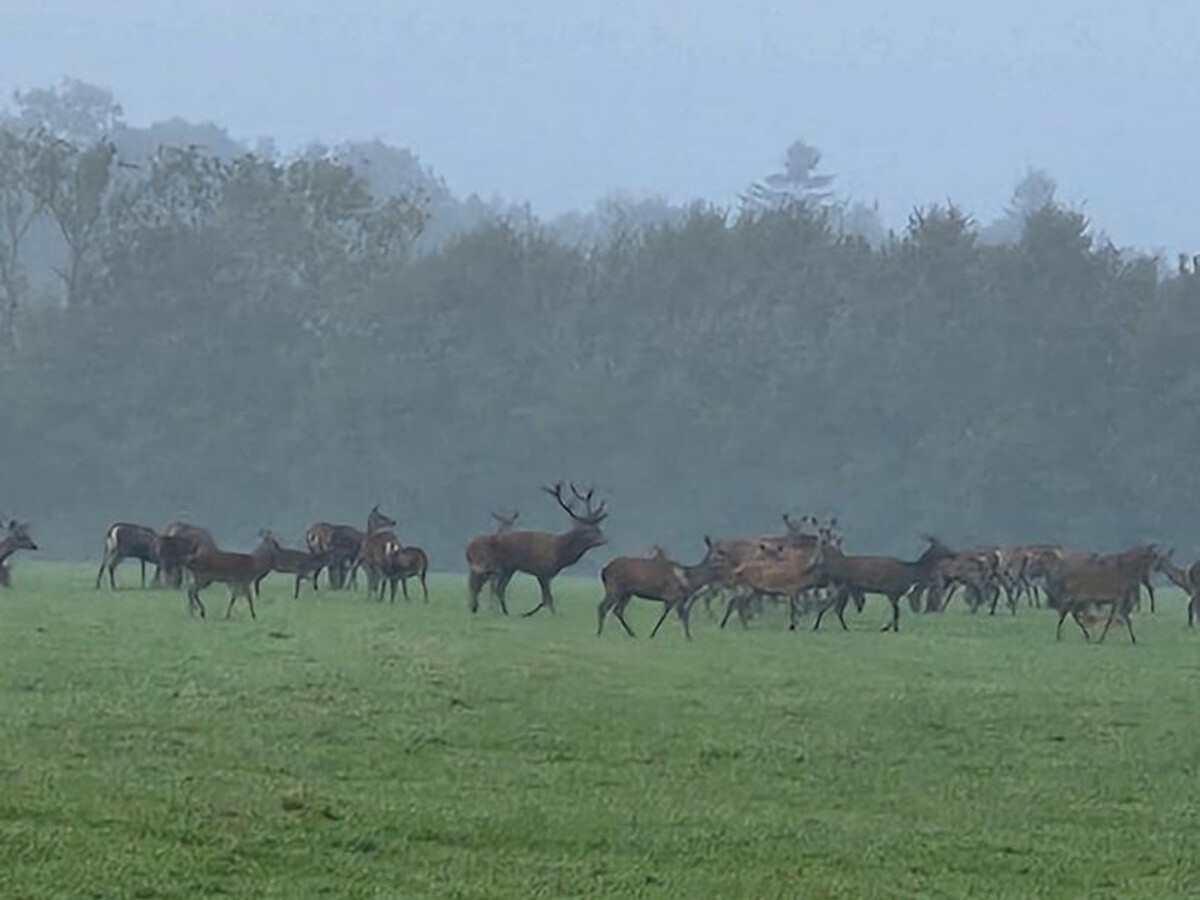 Gîte rural Normandie : observez le brame du cerf - Photo 16