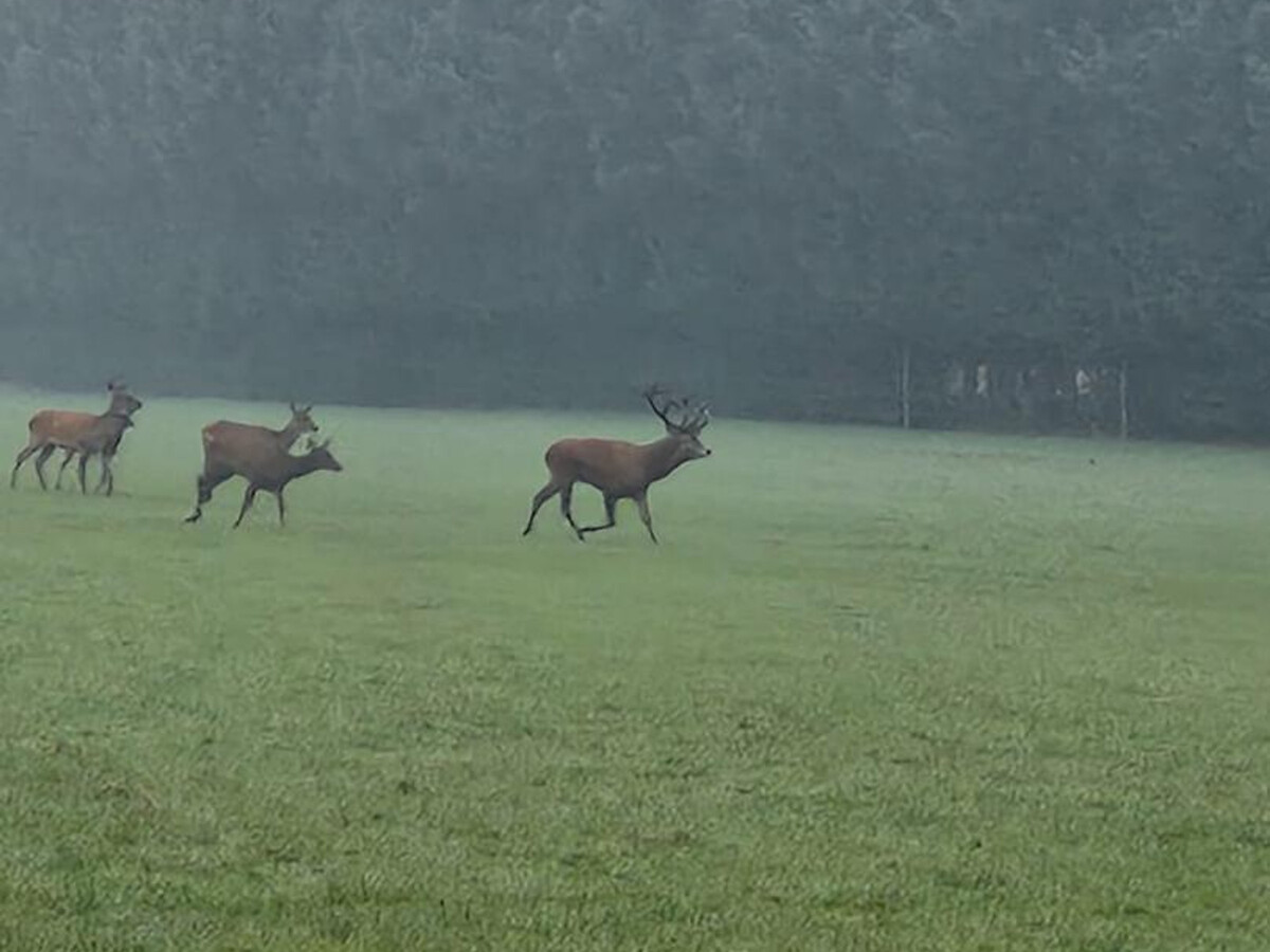 Gîte rural Normandie : observez le brame du cerf - Photo 18