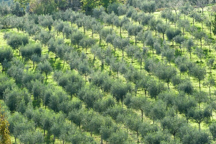 Maison Sagrantino, ferme du XIXe dans les vignobles ombrien - Photo 27