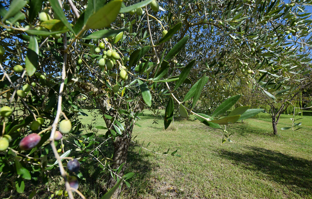 Maison 6 personnes à Fauglia - Photo 28