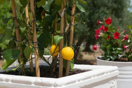 Lamia Papo in Ostuni, Maison de Campagne à Pouilles avec Piscine - Photo 35