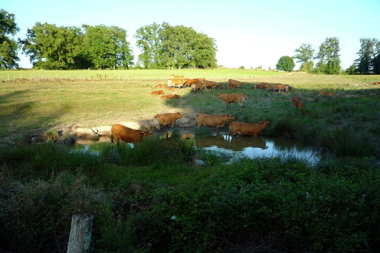 Villa Les Vieux Chênes avec piscine privée à la campagne - Photo 33