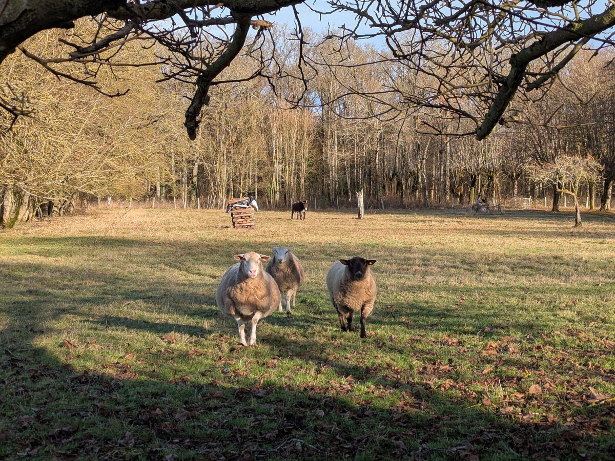Studio Les Jonquilles à Bucy-Saint-Liphard, 15 km d'Orléans - Photo 13