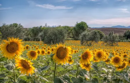 Maison 6 chambres avec piscine et vue panoramique en Toscane : photo 25