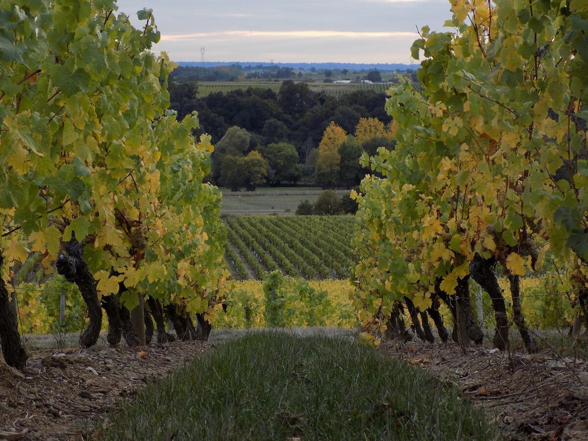 L'Angelière, gîte climatisé 6 pers. dans le vignoble - Photo 23